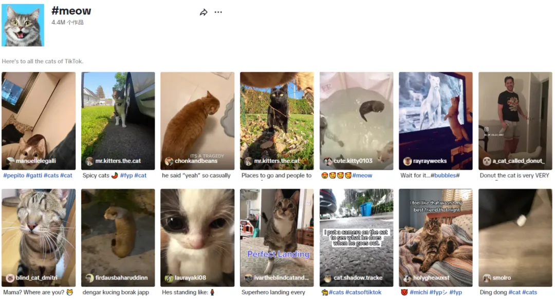 【本周TT美国话题趋势】TikTok热门话题“meow”:萌宠背后的宠物品牌营销大机遇
