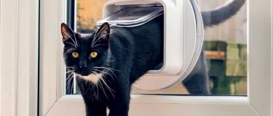 6100%搜索飙升，AI猫门火了，单价1300+卷的不是功能是情绪价值