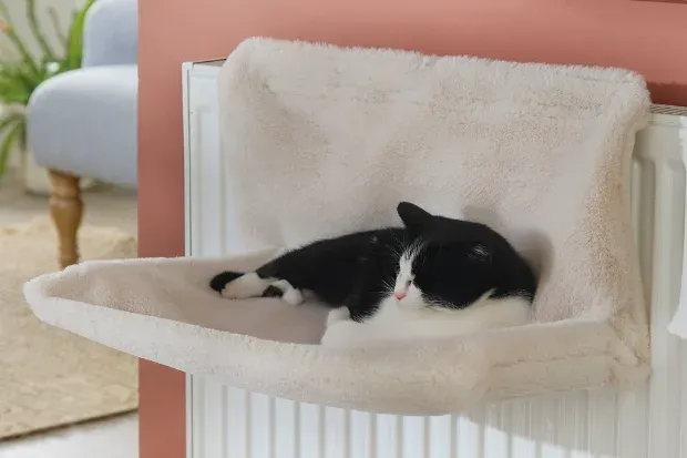 海外溢价53倍!“自加热”妥妥的宠物赛道流量密码