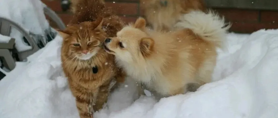 海外溢价53倍!“自加热”妥妥的宠物赛道流量密码