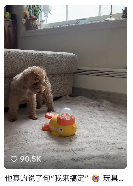 TikTok一款躲猫猫宠物玩具火爆出圈，爆卖超220万GMV
