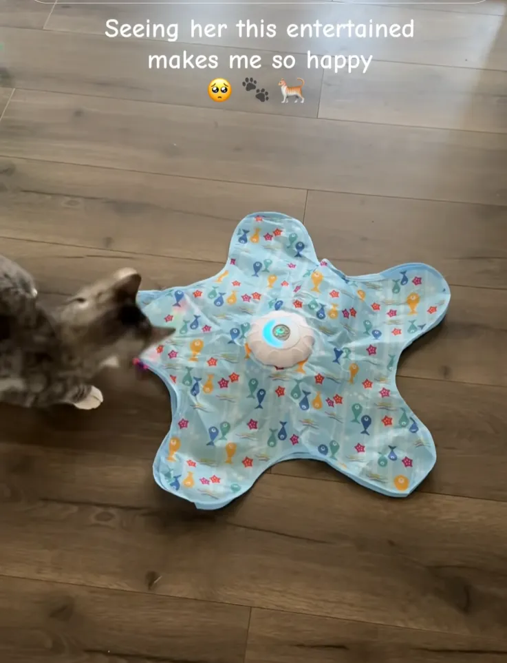 TikTok一款躲猫猫宠物玩具火爆出圈，爆卖超220万GMV