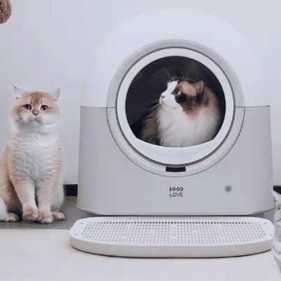 钉钉CEO创立,它靠猫咪“保姆”收割海外铲屎官!
