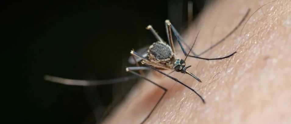 靠“灭蚊”拿下千万!小众“黑科技”突然爆火海外