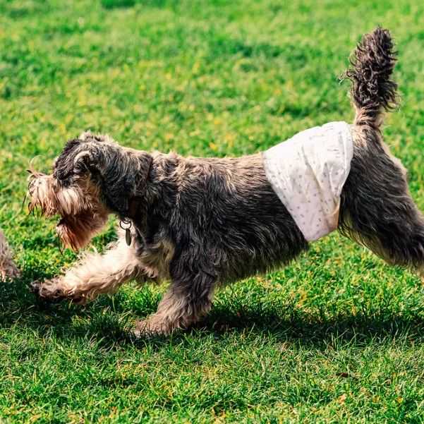 安徽卖家做宠物尿垫,一年10亿,还是有点焦虑