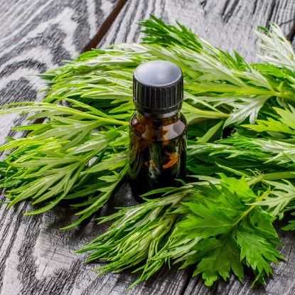 单品爆卖350万,热销43国,老外爱上中国这棵草药 | 行业热点