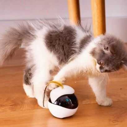 销往164国,用户超80万!深圳小众AI机器人火爆全球