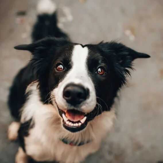 一条手链狂揽千万美金,它在宠物赛道火出圈!