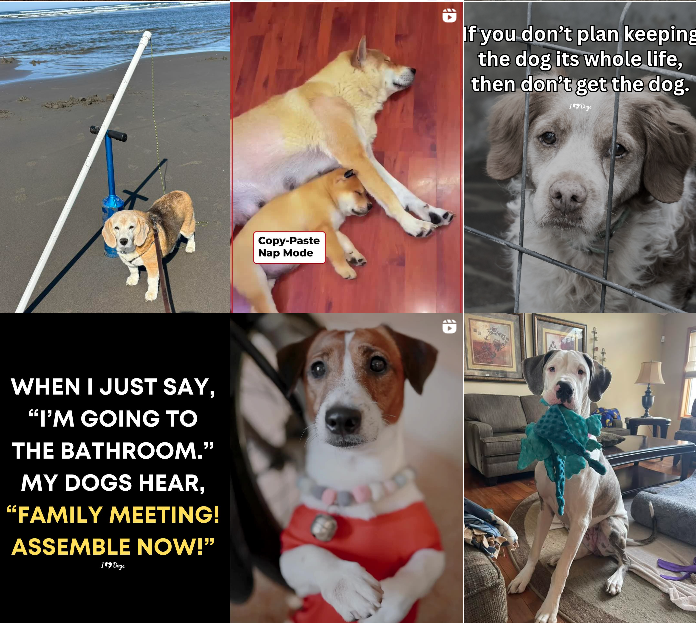 一条手链狂揽千万美金，它在宠物赛道火出圈！