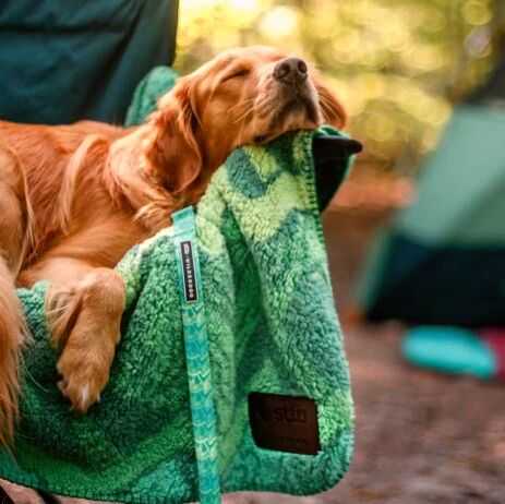 宠物赛道惊现黑马!一根给狗用的登山绳,成为北美市场“印钞机”