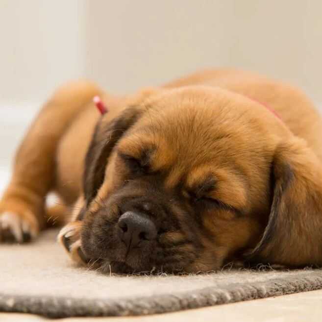 飙升35%,宠物取暖做成大生意,百亿蓝海赛道正热!