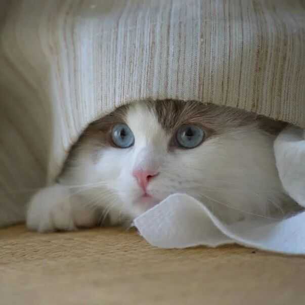 年销6000万,宠物圈又一小众冷门产品火爆全球