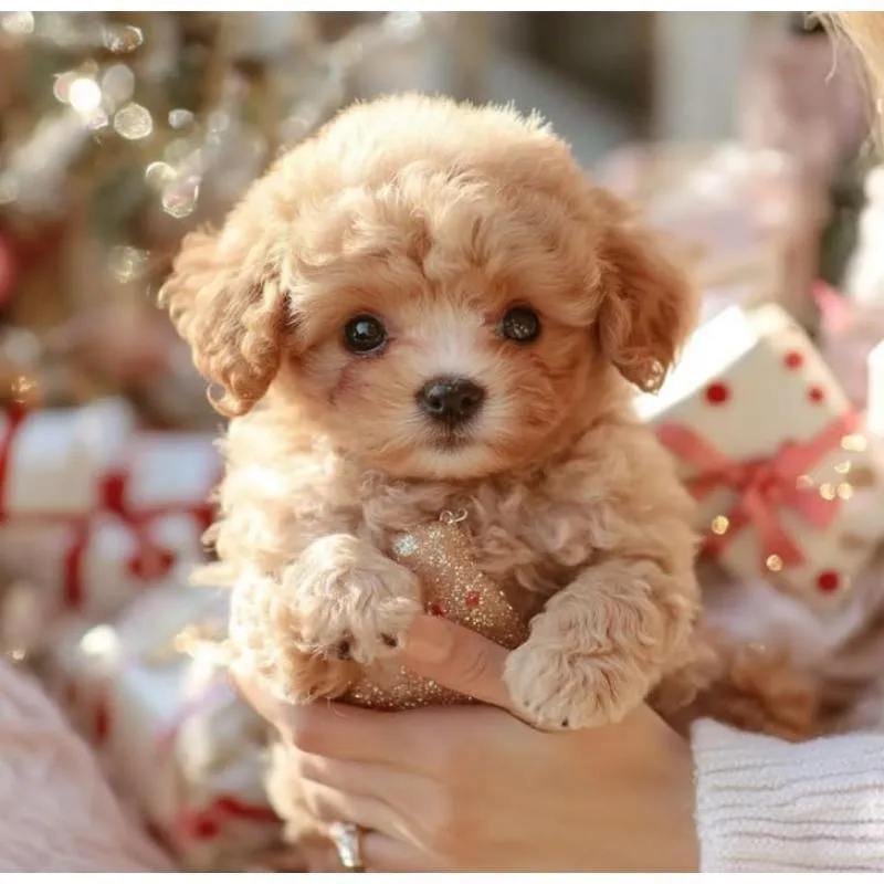 爆卖1.1万件！西班牙TikTok近7天销量王，这款AI机器狗有何魔力？