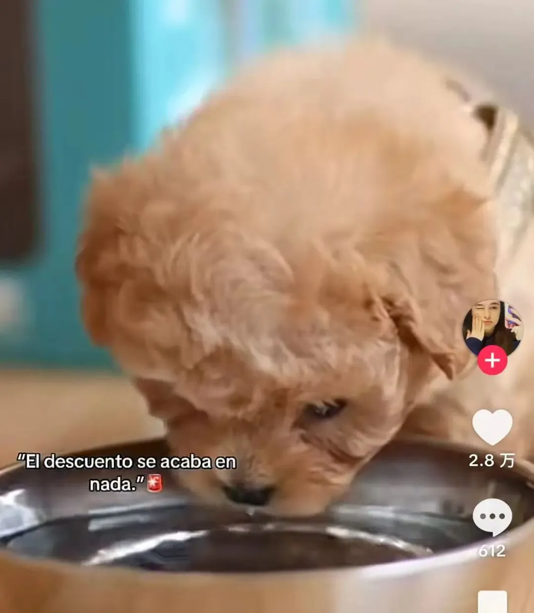 爆卖1.1万件！西班牙TikTok近7天销量王，这款AI机器狗有何魔力？