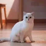 又一跨境品牌爆火，仿生宠物玩具成热门，在TikTok年收超300万美金！