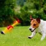 美加墨世界杯还没正式开踢，义乌升级版“尖叫鸡”在全球就先叫响了