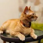 年产值近27亿！山东这个县城，把宠物生意做到全球