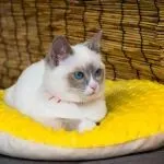 TikTok宠物取暖器月销近百万，老外铲屎官疯抢