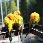 年销上亿，全球第三！异宠赛道跑出新爆品